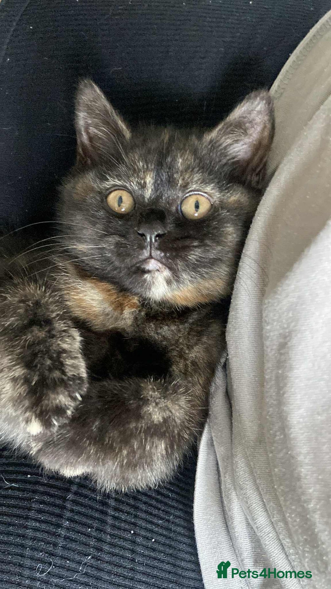 British Shorthair cats for sale: (💙LAST WHITE KITTEN🤍) Stunning Pure BSH kittens  - Advert 22