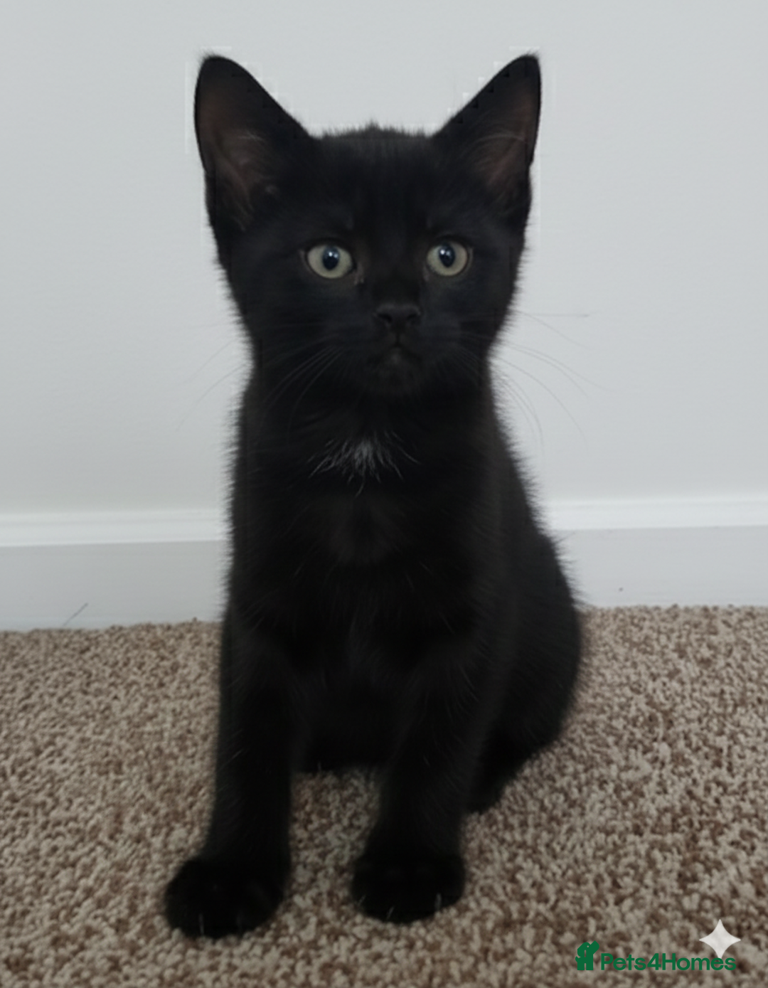 Devon Rex cats for sale: Kittens  - Advert 2