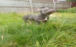French Bulldog dogs for sale: French bulldog lilac - Image 1