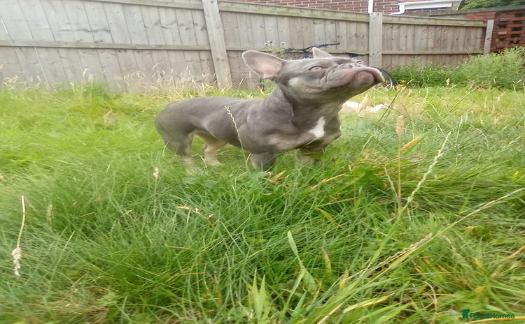 French Bulldog dogs - Advert 2