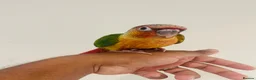 Conures birds for sale: Hand reared conures for sale  - Advert 13