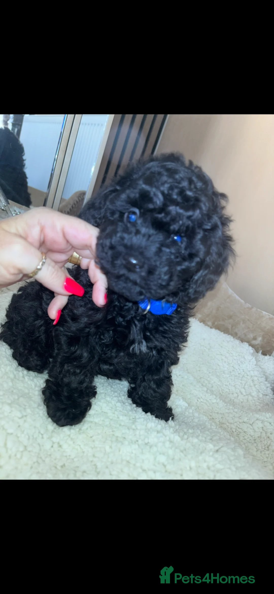 Toy Poodle dogs for sale: Two beautiful little poochons  - Advert 5