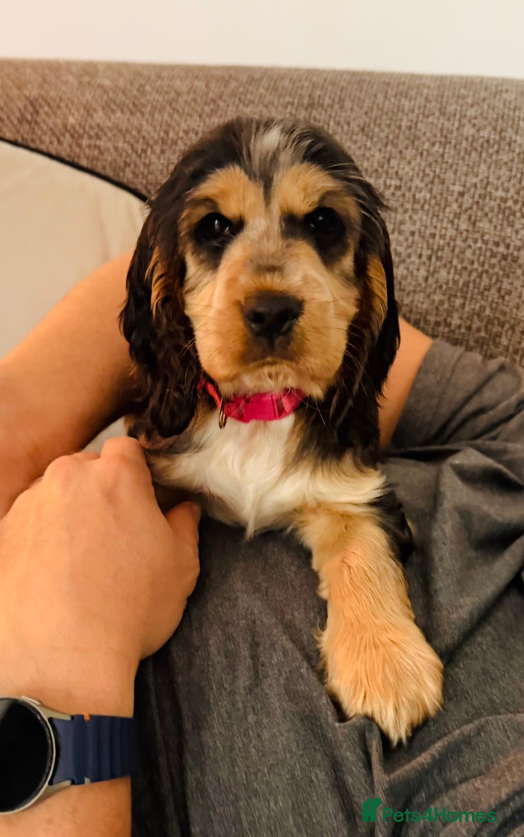 Cocker Spaniel dogs for sale: Exceptional pedigree KC champion show Cockers.  - Advert 7