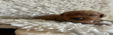 Labradoodle 3