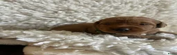 Labradoodle dogs for sale: LabaDoodle fully health tested parents  - Advert 5