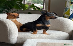Jack Russell dogs for sale: Beautiful Jack Russell Puppies - Image 10