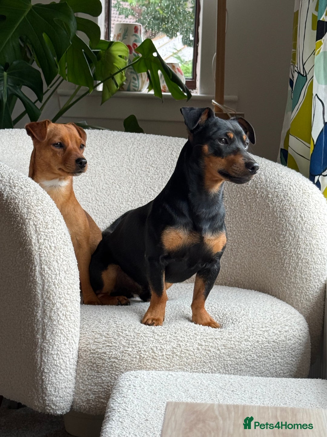 Jack Russell dogs for sale: Beautiful Jack Russell Puppies - Image 10