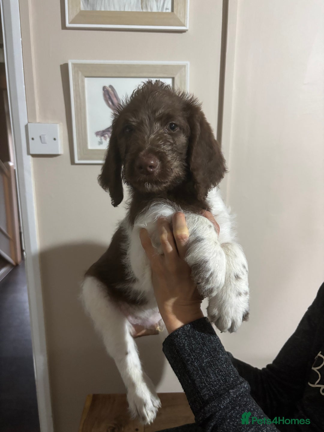 Bernedoodle dogs for sale: F1b St Berdoodle pups 1 boy left  - Advert 37