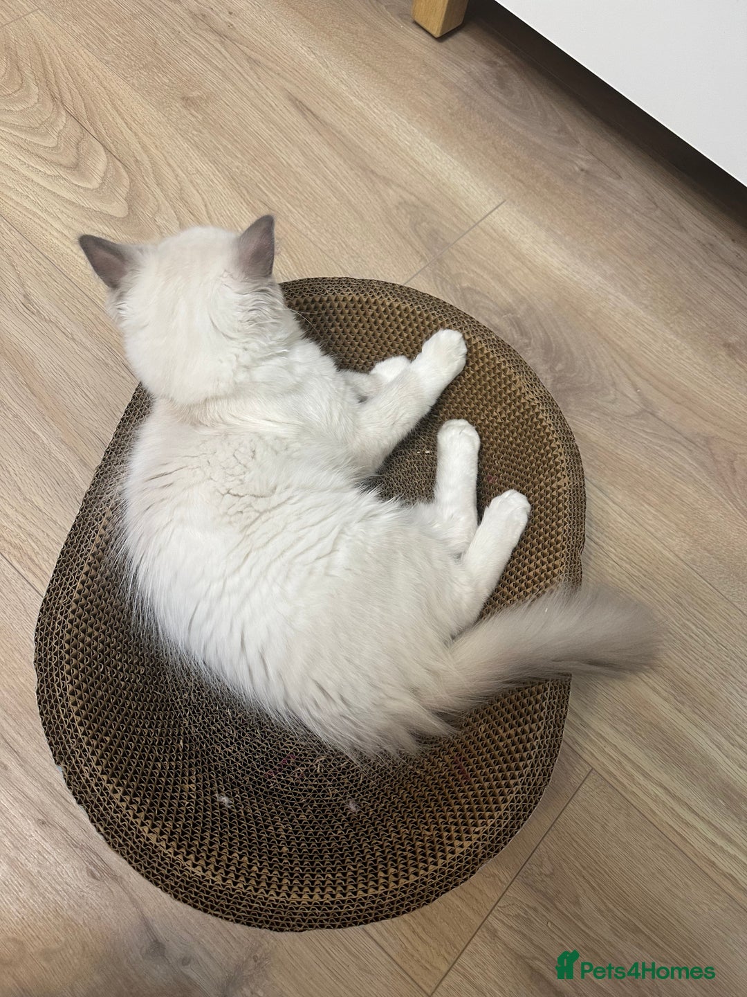 Ragdoll cats for sale: ✨Adorable Male ragdoll kitten.blue eyes grey tips - Image 3