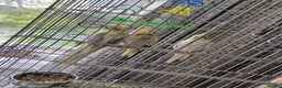 Cockatiels birds for sale: Two females and a male cockatiel  in Leek - Advert 1