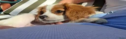 King Charles Spaniel dogs for sale: King charles spaniel, Female  - Advert 3