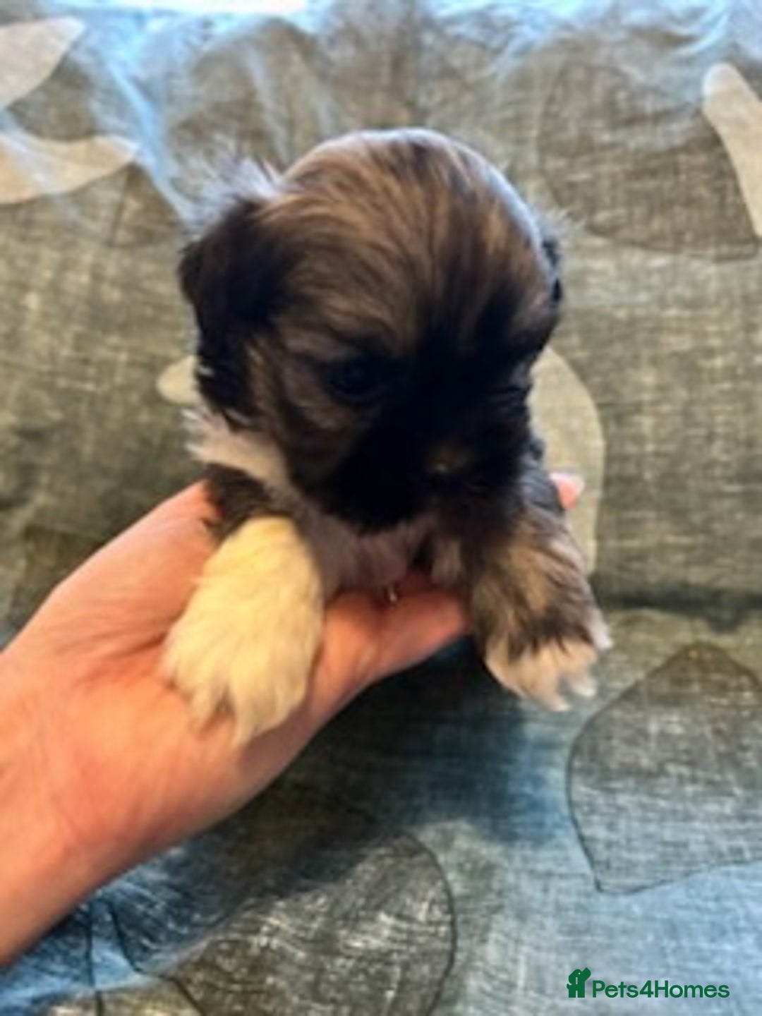 Lhasa Apso dogs for sale: KC reg Lhasa Apso puppies - Advert 3