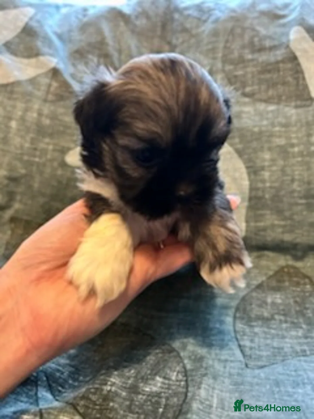 Lhasa Apso dogs for sale: KC reg Lhasa Apso puppies - Advert 3