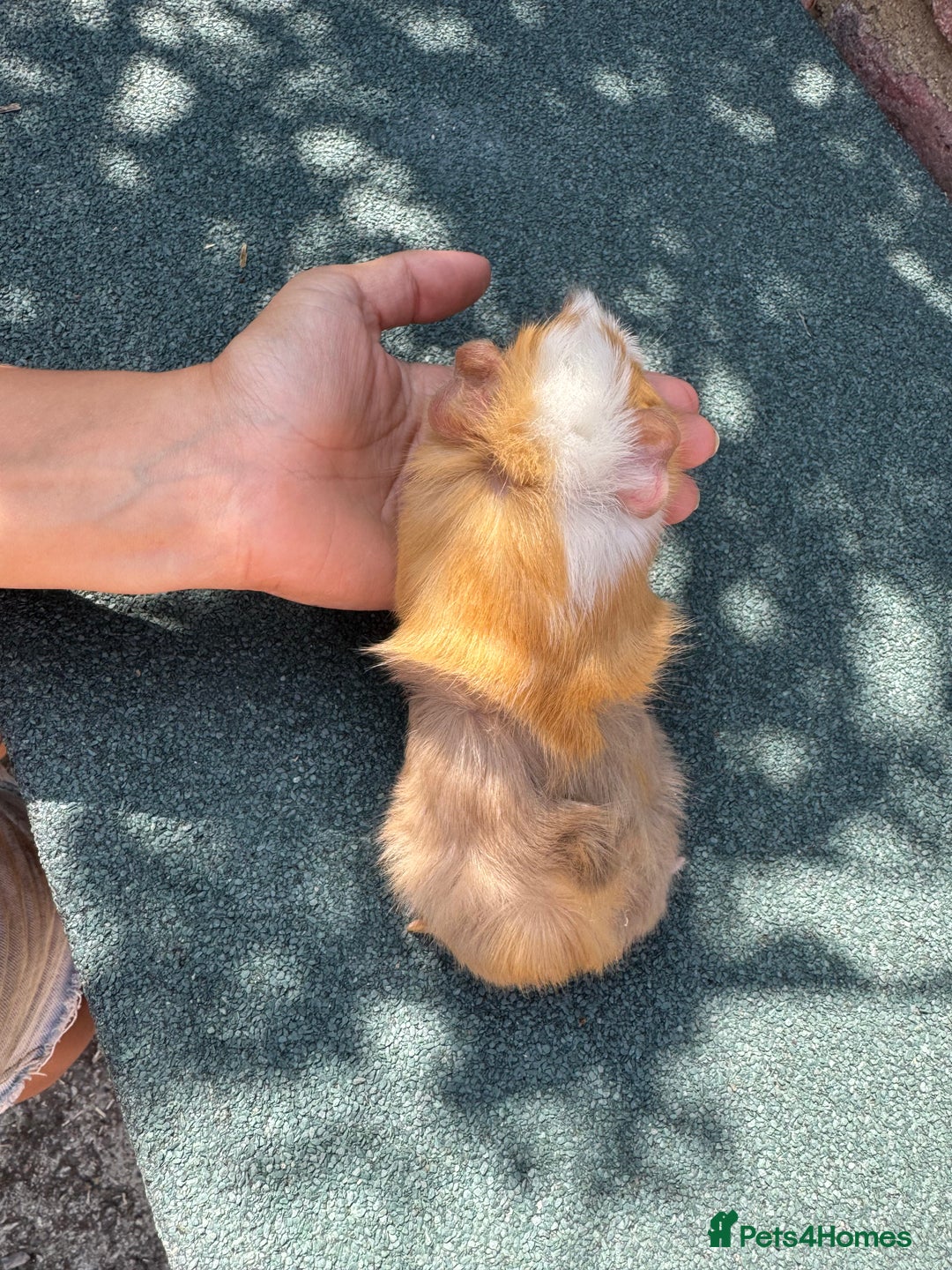 Guinea Pig rodents for sale: Guinea Pigs  - Image 4