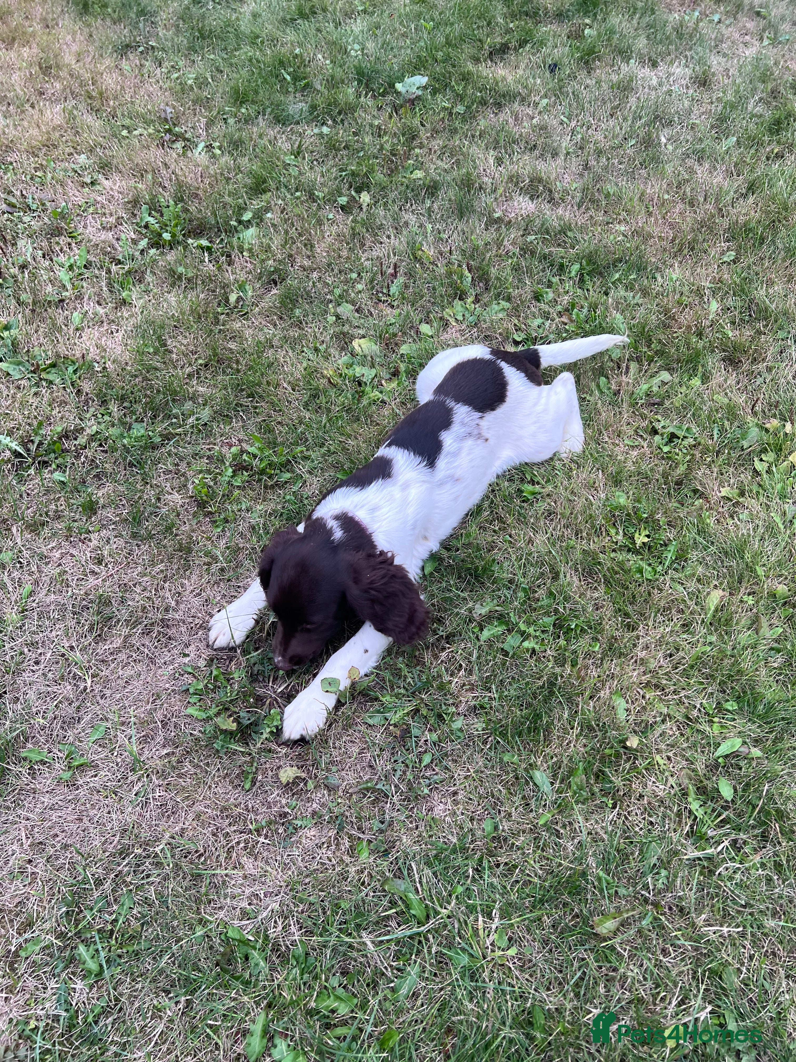 English Springer Spaniel dogs Gorgeous English Springer Spaniels  - Advert 2