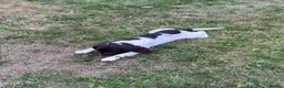 English Springer Spaniel dogs for sale: Gorgeous English Springer Spaniels - Advert 3