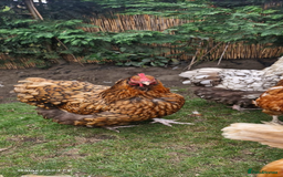 Chickens poultry for sale: Beautiful Hens - Image 3