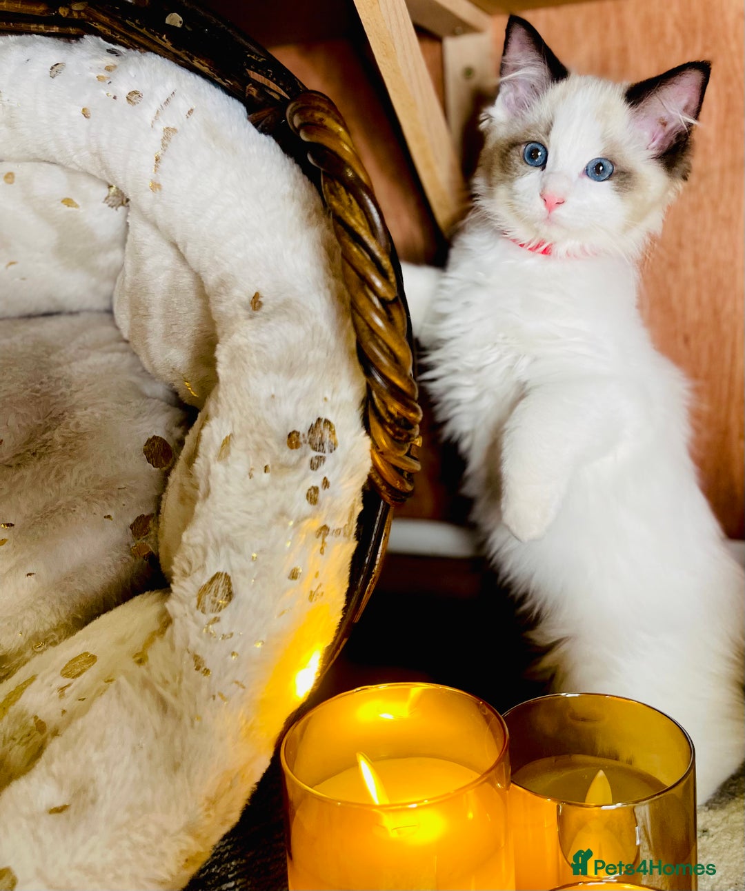 Ragdoll cats for sale: QUALITY GCCF RAGDOLLS KITTENS READY NOW  - Image 18