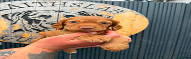 Cocker Spaniel 4