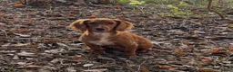 Cocker Spaniel dogs for stud: Working Cocker Health Tested Stud Dog  - Advert 6