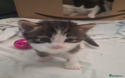Domestic Shorthair cats for sale: Two beautiful looking male kittens  - Image 2
