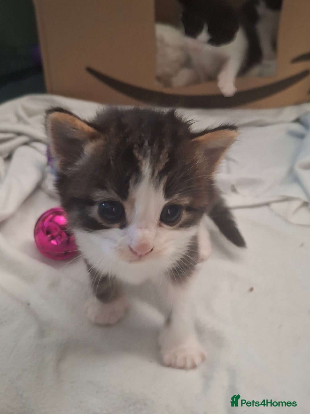 Domestic Shorthair cats for sale: Two beautiful looking male kittens  - Image 2