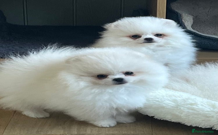 Pomeranian dogs - Advert 2