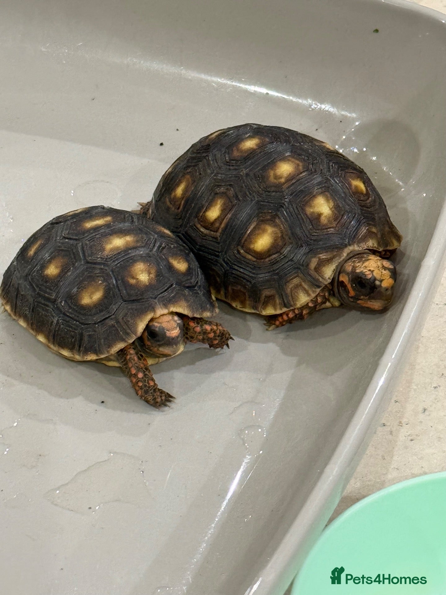 Tortoise reptiles Redfoot tortoises - Advert 1