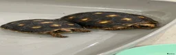 Tortoise reptiles for sale: Redfoot tortoises - Advert 1