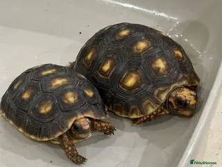 Tortoise reptiles Redfoot tortoises - Advert 1