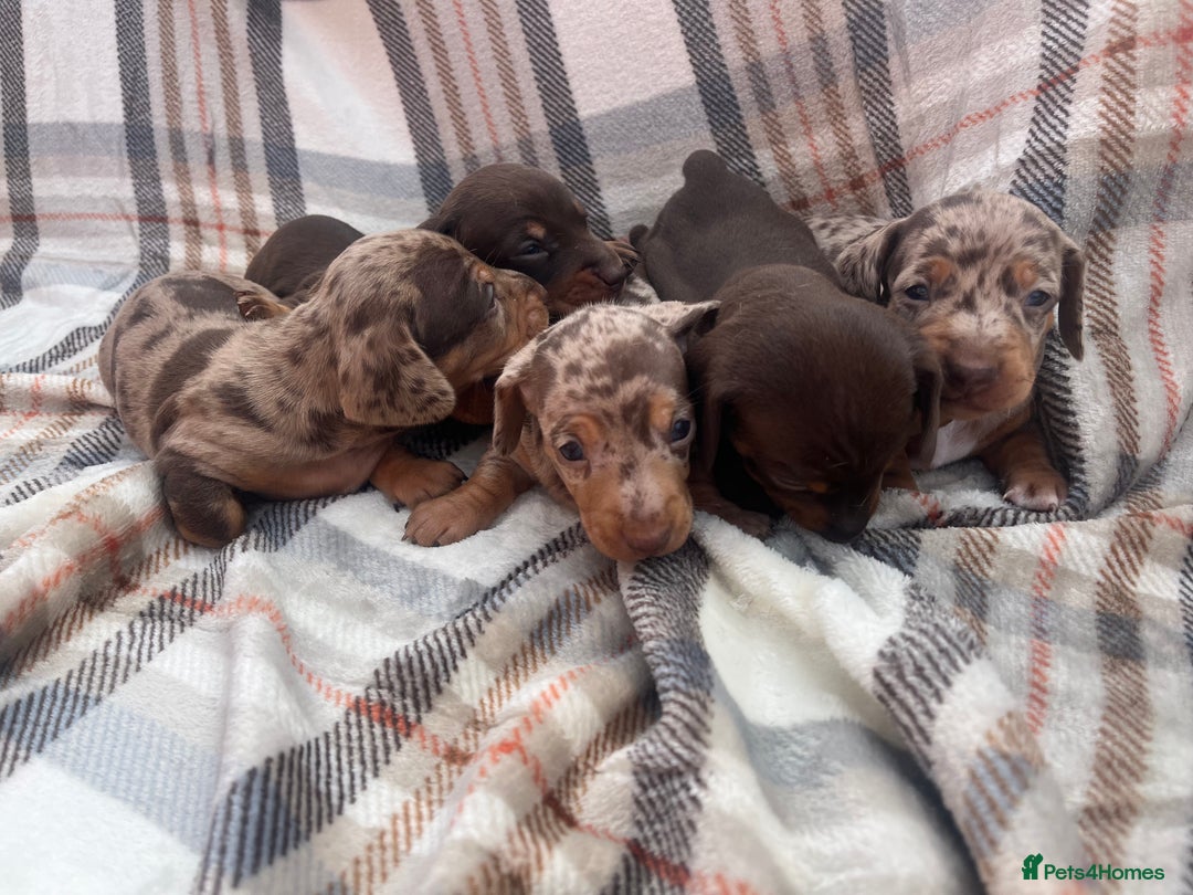 Miniature Dachshund dogs for sale: 5⭐️BREEDERS🏆KCREG🌸6GIRL💙1BOY🩺HEALTH TESTED🧬 - Image 24
