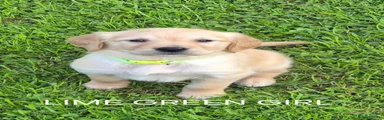 Golden Retriever LIME GREEN GIRL 