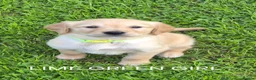 Golden Retriever dogs for sale: KC GOLDEN RETRIEVER PUPPIES  - Advert 8