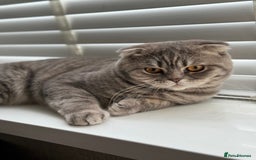 Scottish Fold cats for sale: Scottish Fold - Adorable Indoor Cats  - Image 2