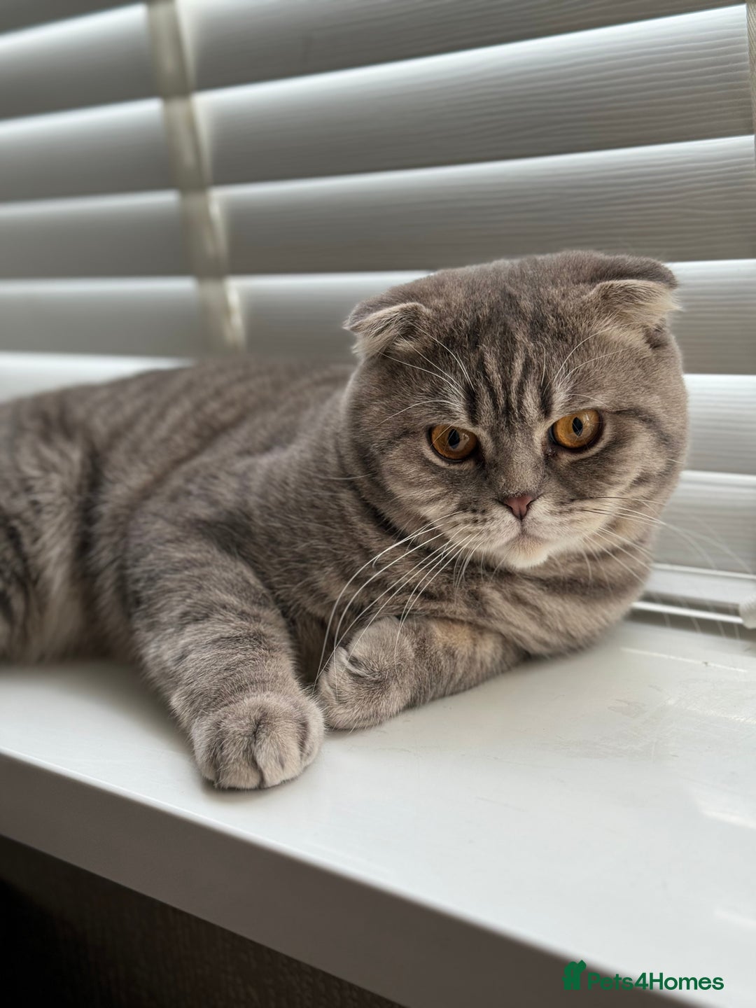 Scottish Fold cats for sale: Scottish Fold - Adorable Indoor Cats  - Image 2