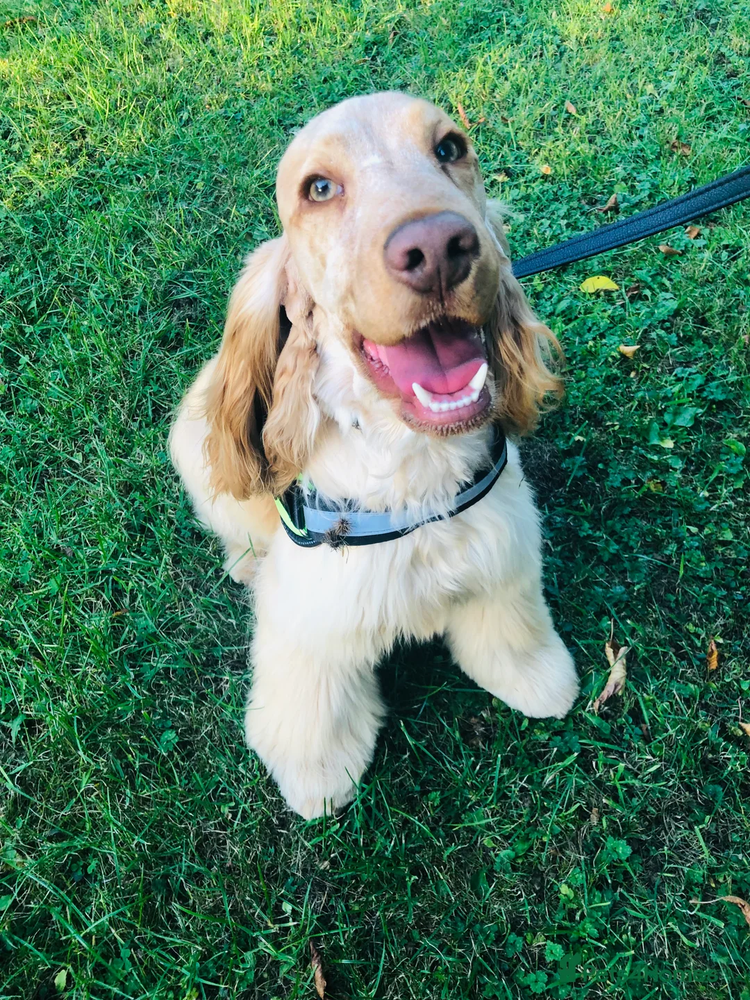 Cocker Spaniel dogs for stud: 🧡🧡 KC REG Stud Orange Roan Show Cocker Spaniel in Northallerton - Advert 3