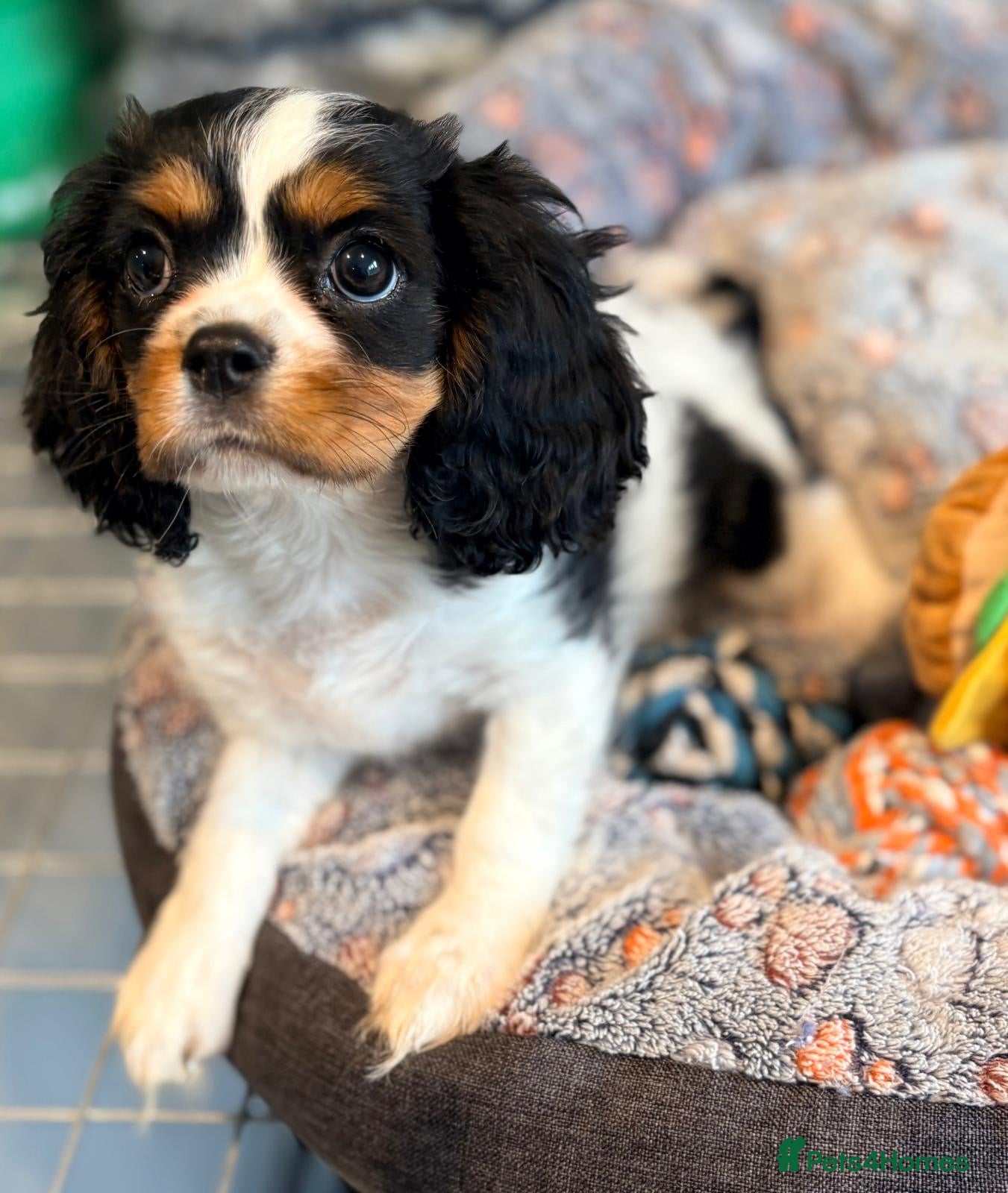 Cavalier King Charles Spaniel dogs Ready to leave kc & health tested female - Advert 5