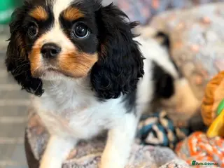 Cavalier King Charles Spaniel dogs Ready to leave kc & health tested female - Advert 5