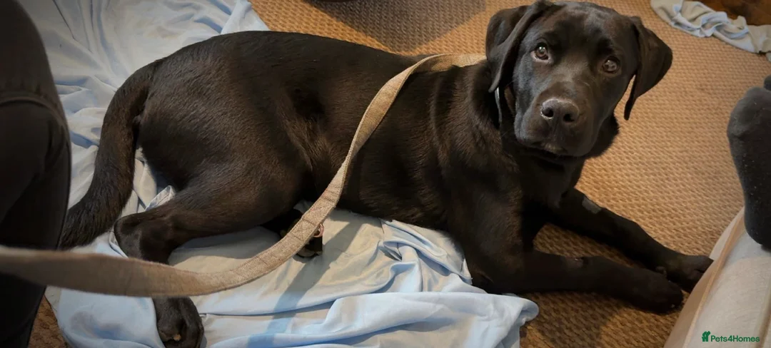 Mixed Breed dogs for sale: 12 month old DUKE - Advert 2