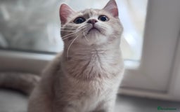 Scottish Fold cats for sale: Scottish fold and Scottish straight Tica pedigree  in Croydon - Image 1