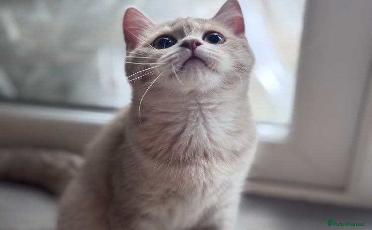 Scottish Fold cats in Croydon - Advert 9