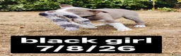 Border Collie dogs for sale: KC registered Border collie pups for sale - Advert 19