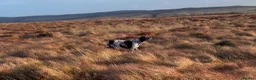 German Shorthaired Pointer dogs for sale: Choice of two sisters  - Advert 8