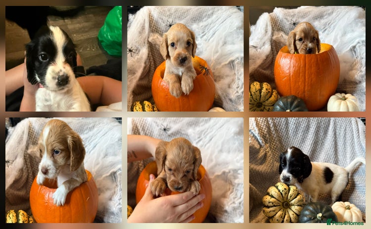Cocker Spaniel dogs - Advert 5