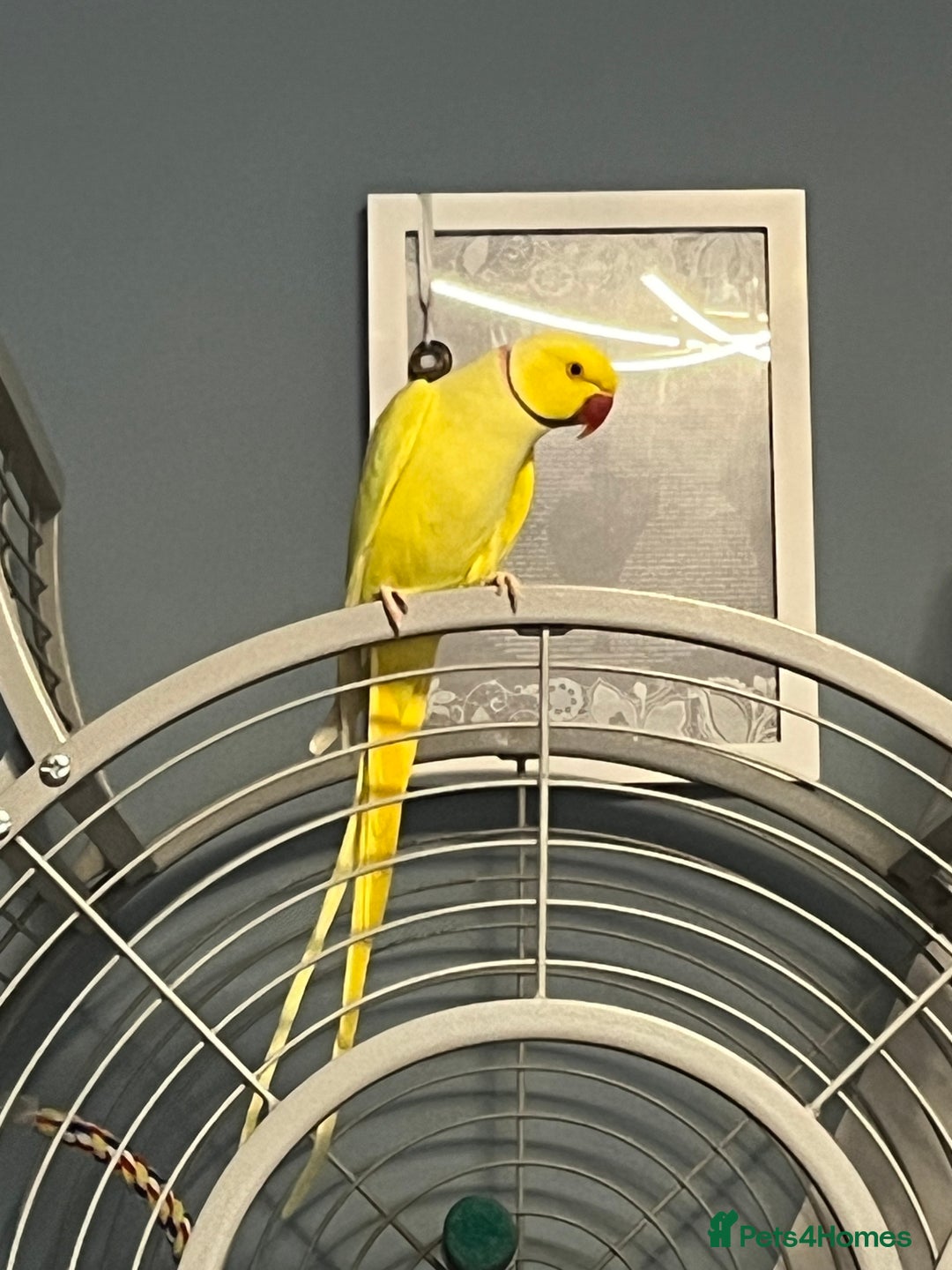 Ringnecks birds for sale: Breeding pair of Indian Ringnecks  - Advert 4