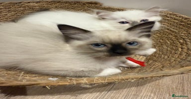 Ragdoll cats - Advert 12