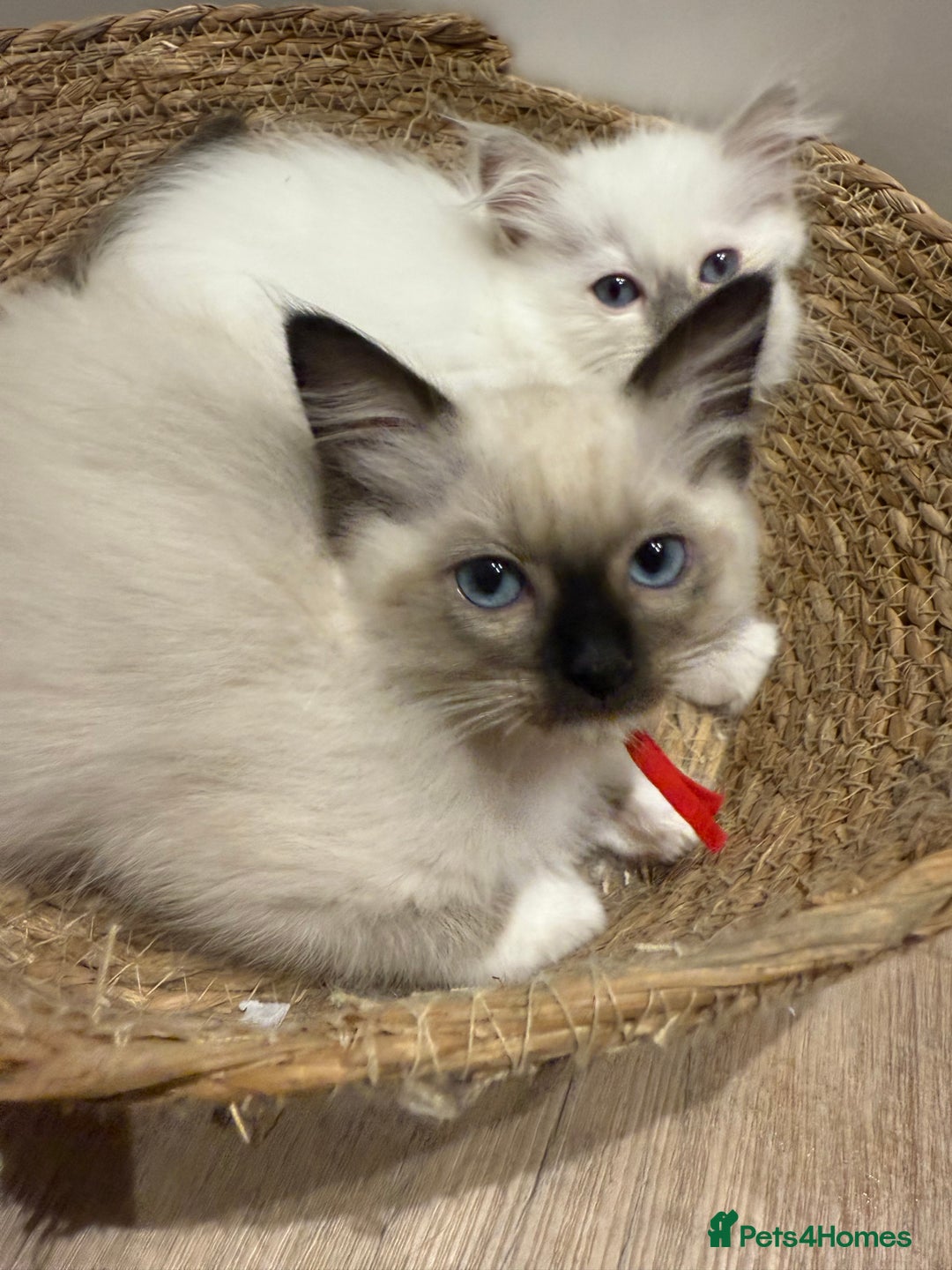 Ragdoll cats for sale: Beautiful litter of Ragdoll baby’s! 🐱🤍🐱 - Image 2