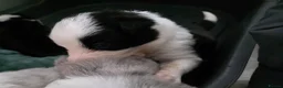 Border Collie dogs for sale: ​Border Collie Pups: Rare Slate Merle & B/W - Advert 5