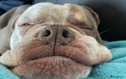Dorset Olde Tyme Bulldogge dogs for stud: Brock - Image 15