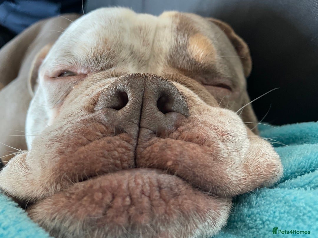 Dorset Olde Tyme Bulldogge dogs for stud: Brock - Image 15